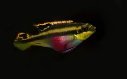 synspilus vieja