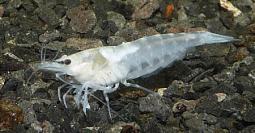 heteropoda white