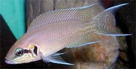 neolamprologus