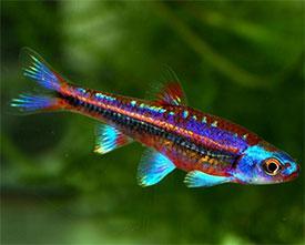 notropis