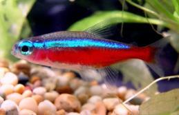 innesi neon 