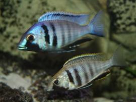 placidochromis