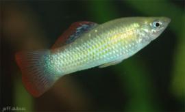 guppys variés 