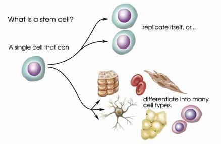 http://dels.nas.edu/resources/static-assets/materials-based-on reports/booklets/understanding_stem_cells.