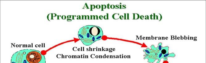 Μεταβολές σε απόπτωση Αρχικά το αποπτωτικό κύτταρο τείνει να συρρικνωθεί απώλεια επαφής με γειτονικά κύτταρα μετά 1-2 ώρες συμπύκνωση πυρηνικής χρωματίνης στην πυρηνική