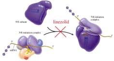 Oxazolidinones (οξαζολιδινόνες) Linezolid (πρώτη οξαζολιδινόνη) Tedizolid Αναστέλλει το αρχικό στάδιο της πρωτεϊνοσύνθεσης Δραστική σε MRSA, VRSA,