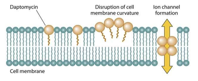 Μηχανισμός δράσης της Δαπτομυκίνης Επαναπόλωση της κυττατρικής μεμβράνης Εξοδος ιόντων Κ από το κύτταρο Διαταραχή