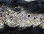 bacteria of the duodenum and bile in cats Νευρολογικό ή