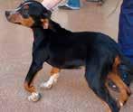 case? Η δοθιήνωση του πρωκτού στο σκύλο Canine anal