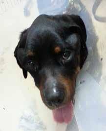 Protein-losing enteropathy in dogs Figure 1. Skin lesions after threemonth administration of prednisolone (February 2015). Figure 2.