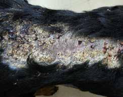 PUS, XP20) nothing abnormal was observed macroscopically in the oesophagus and stomach.
