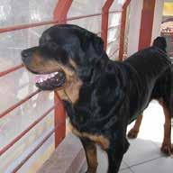 Protein-losing enteropathy in dogs Figure 3. Clinical improvement was associated with restoration of the dog s normal body condition (Μay 2015).