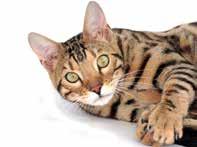 Study of bacteria of the duodenum and bile in cats 10 6 cfu/g have been reported, whereas in the duodenum and the jejunum bacterial populations from 10 5 up to 10 9 cfu/ml have been noted in some