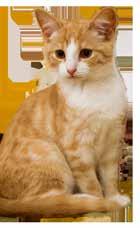 Study of bacteria of the duodenum and bile in cats glass vacuum blood collection vial without anticoagulant.