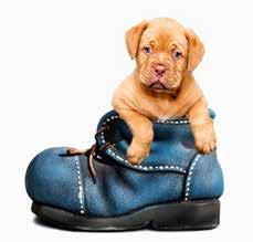 ΙΑΤΡΙΚΗ ΖΩΩΝ ΣΥΝΤΡΟΦΙΑΣ Hellenic Journal of Companion Animal Medicine Τόμος 7 Τεύχος 1 2018 Volume 7 Issue 1 2018 ISSN: 2241-1569 Πίνακας Περιεχομένων Table of Contents 5 Άρθρο Σύνταξης Editorial 6