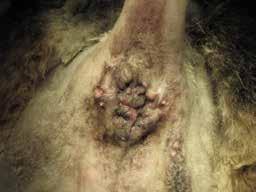 Anal gland fistula explored by inserting a probe through the corresponding excretory tract. Εικόνα 10.