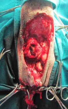 Anal furunculosis extending 360 0 circumferentially and anal stricture in a German shepherd.