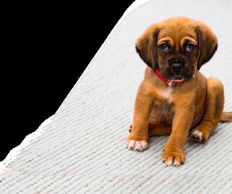 Canine anal furunculosis BID for 16 weeks resulted in remission of lesions in 90% of dogs, among which 50% were completely cured.
