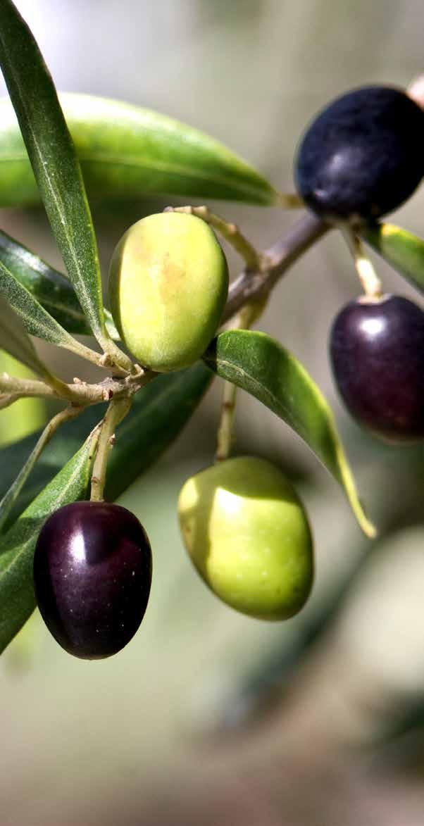 Ποικιλία ΚΟΝΣΕΡΒΟΛΙΑ ΠΑΡΑΓΩΓΗ 65 χιλ. έτοιµο προϊόν ΕΞΑΓΩΓΕΣ 85% ΑΓΡΟΤΙΚΕΣ ΕΚΜΕΤΑΛΛΕΥΣΕΙΣ 35.500 + ΕΠΙΧΕΙΡΗΣΕΙΣ 42 Πρόκειται για την ιστορικότερη ποικιλία της χώρας.