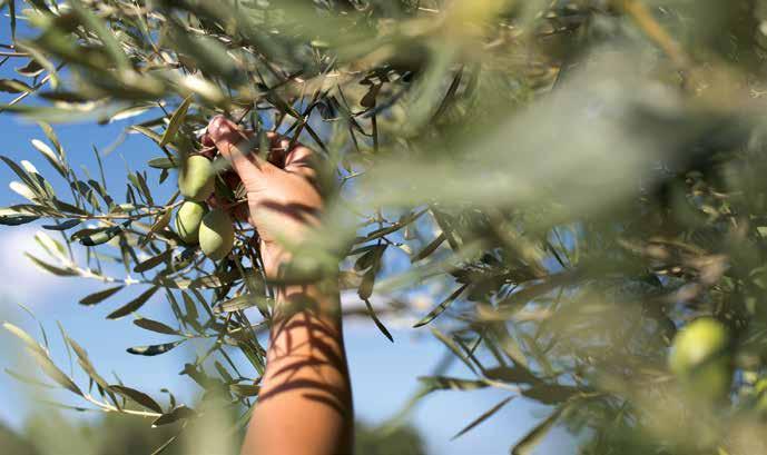 Tα μέλη της ΔΟΕΠΕΛ Εκπροσώπηση όλου του κλάδου Πρωτογενής τομέας Δευτερογενής, τριτογενής τομέας (Τυποποίηση, μεταποίηση, εξαγωγές) Εκπροσώπηση από ΠΕΜΕΤΕ