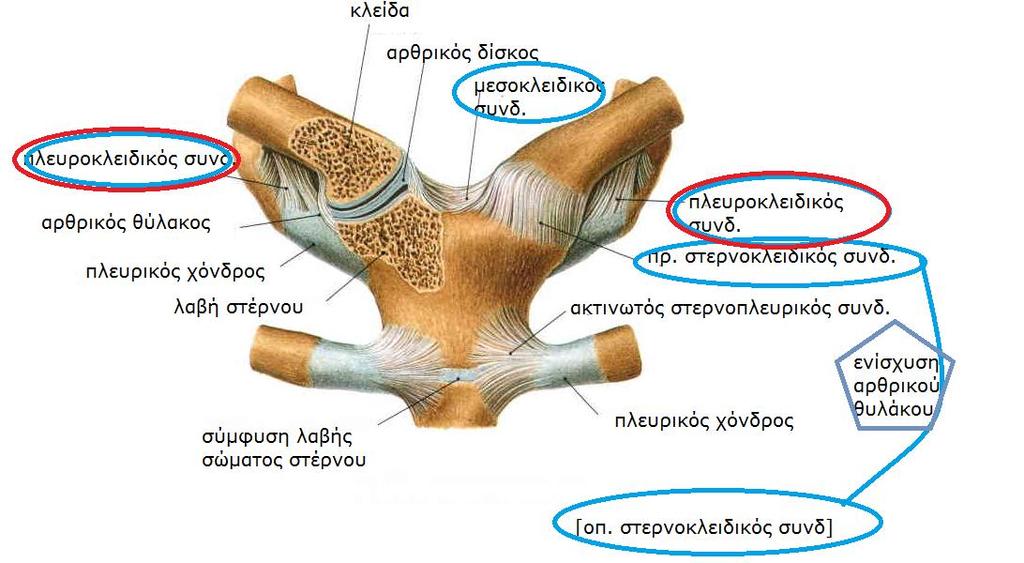 Sobotta, Atlas of human anatomy Volume1, Head Neck,