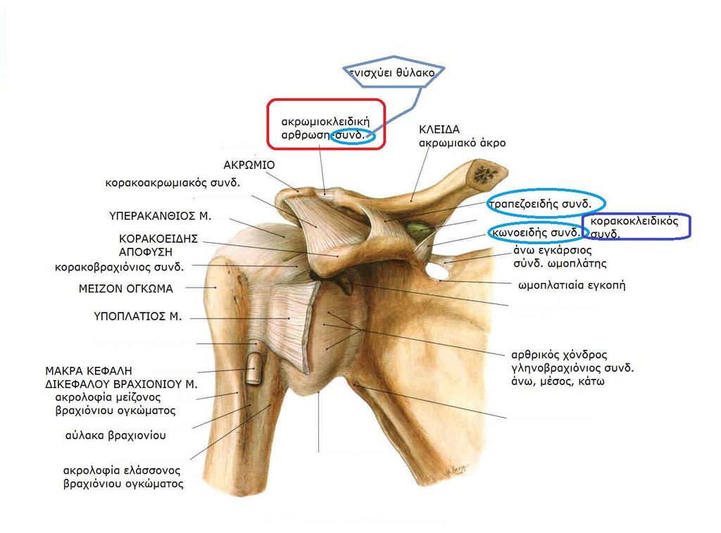 ΑΚΩΜΙΟΚΛΕΙΔΙΚΘ Sobotta, Atlas of human anatomy Volume1,