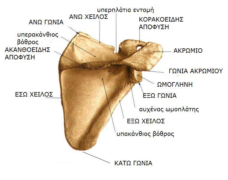 Sobotta, Atlas of human anatomy Volume1, Head