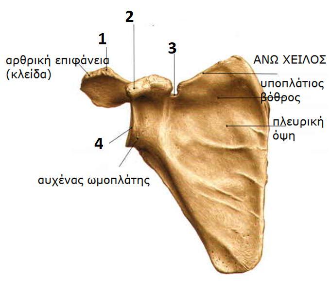 1. Ακρϊμιο 2. Κορακοειδισ απόφυςθ 3. Ωμοπλατιαία εντομι 4.