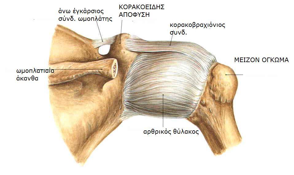 Sobotta, Atlas of human anatomy Volume1, Head