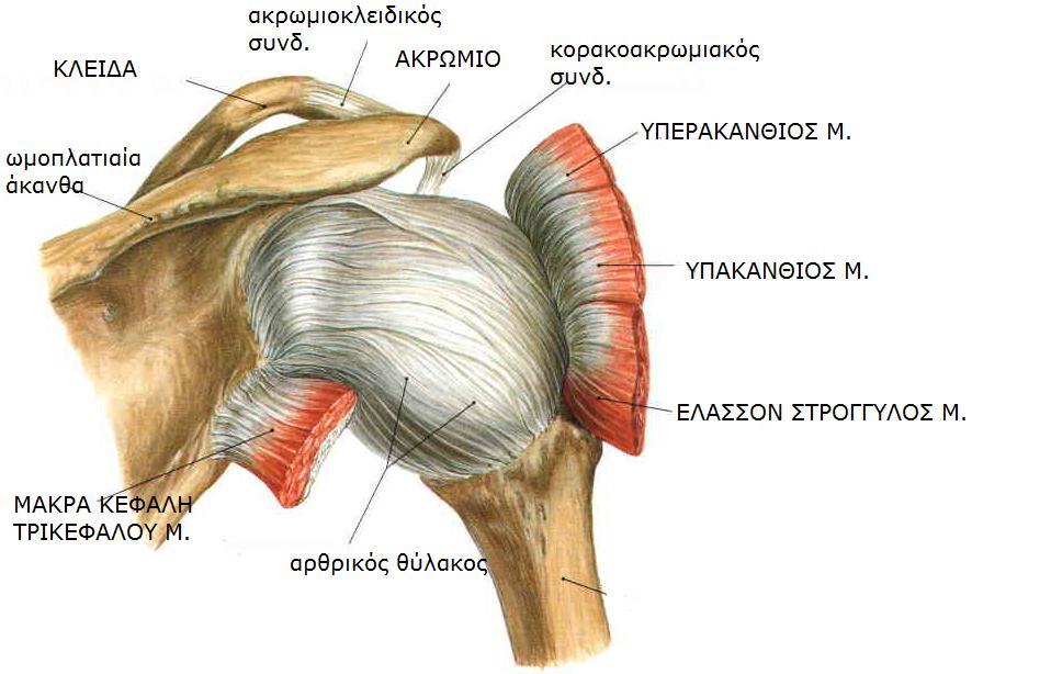 Sobotta, Atlas of human anatomy Volume1, Head