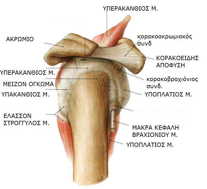 Sobotta, Atlas of human anatomy Volume1, Head