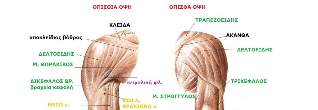 Sobotta, Atlas of human anatomy Volume1, Head