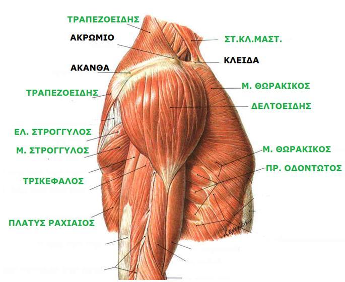 Neck, Upper Limb 14th