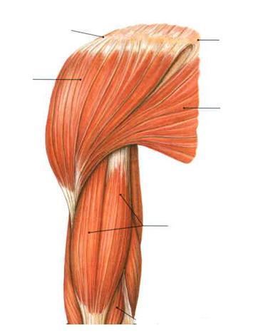Neck, Upper Limb 14th