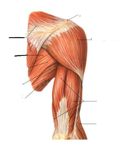 Sobotta, Atlas of human