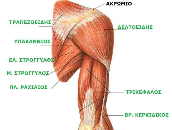 Neck, Upper Limb 14th