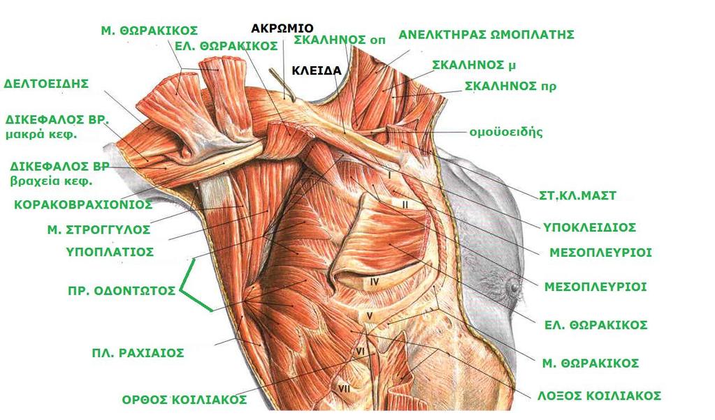 Sobotta, Atlas of human anatomy Volume1, Head