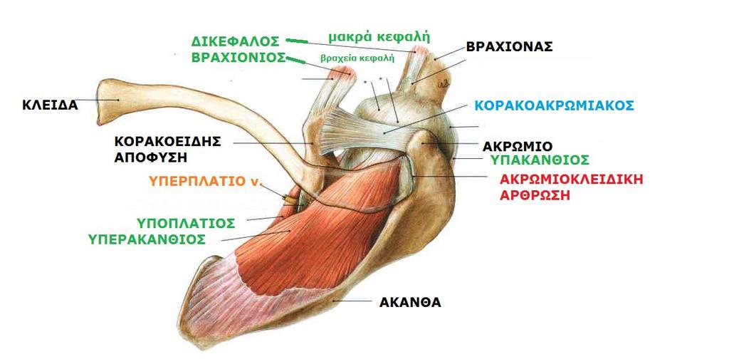Sobotta, Atlas of human anatomy Volume1, Head