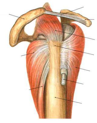 Neck, Upper Limb 14th