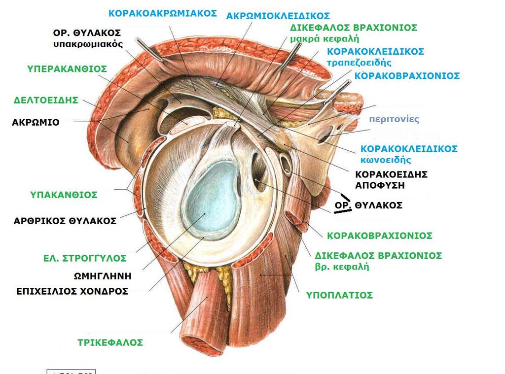 Sobotta, Atlas of human anatomy Volume1, Head