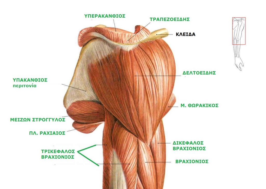 Sobotta, Atlas of human anatomy Volume1, Head