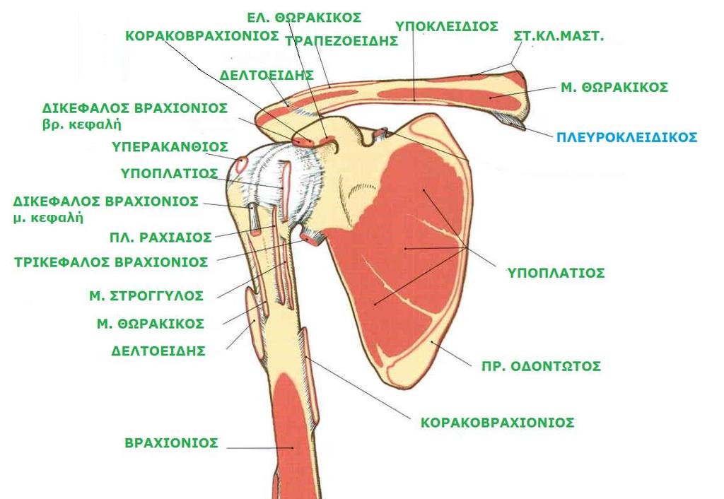 Sobotta, Atlas of human anatomy Volume1, Head