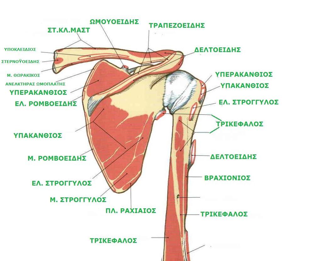 Sobotta, Atlas of human anatomy Volume1, Head