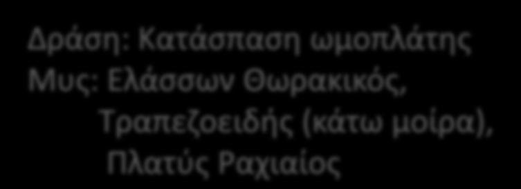 ωμοπλάτθσ Μυσ: