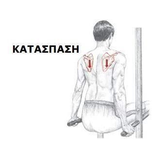 Τραπεηοειδισ (κάτω