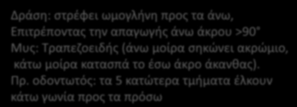 άνω, Επιτρζποντασ τθν απαγωγισ άνω άκρου >90