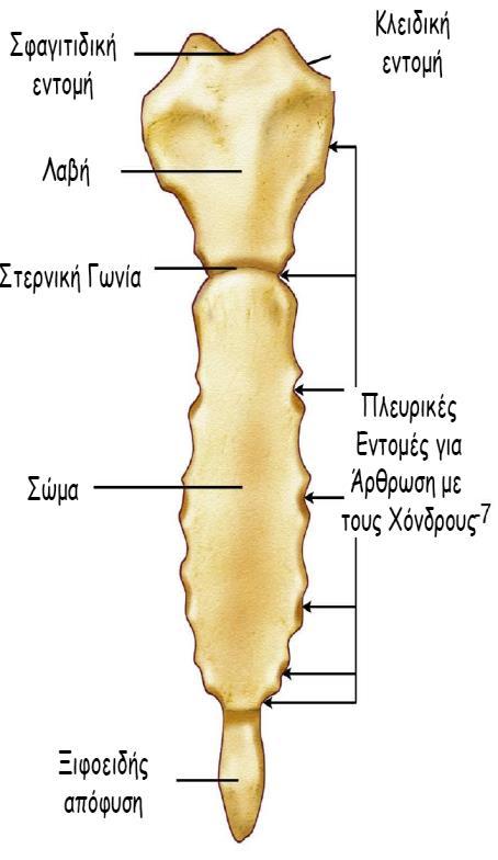 Η συνοχή και η κίνηση των οστών του θωρακικού κλωβού εξασφαλίζεται με τις μεταξύ τους αρθρώσεις, που είναι οι πλευροσπονδυλικές και πλευρεγκάρσιες προς τα πίσω, και οι πλευροστερνικές και