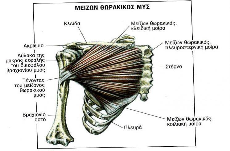 Ο μείζονας θωρακικός μυς (εικ.