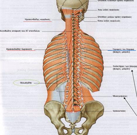 Στην ομάδα των μυών που συγκροτούν τον ανελκτήρα μυ τη ράχης περιγράφονται και οι εγκαρσιακανθώδεις μυες, που είναι ο ημιακανθώδης και ο πολυσχιδής μυς. (εικ. 31).
