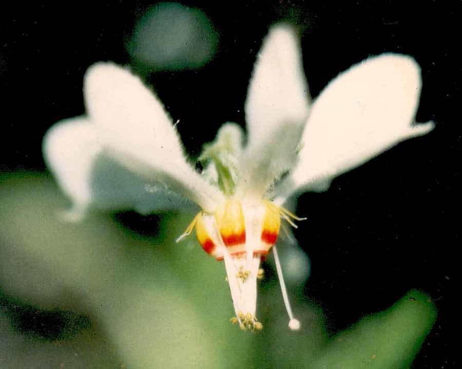 Cajophora clavata